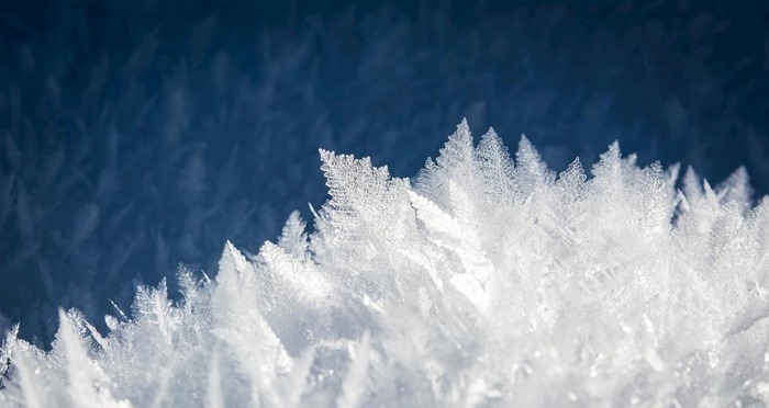 冰雪覆盖植物图片