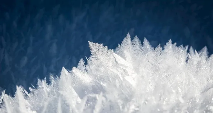 冰雪覆盖植物图片