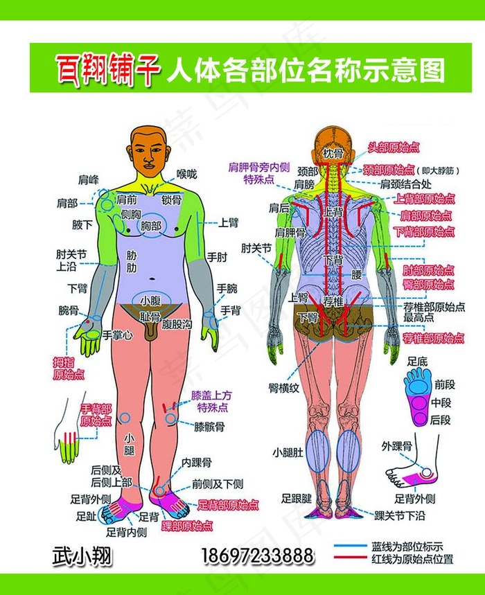 人体图图片