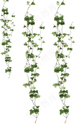 常青藤图片
