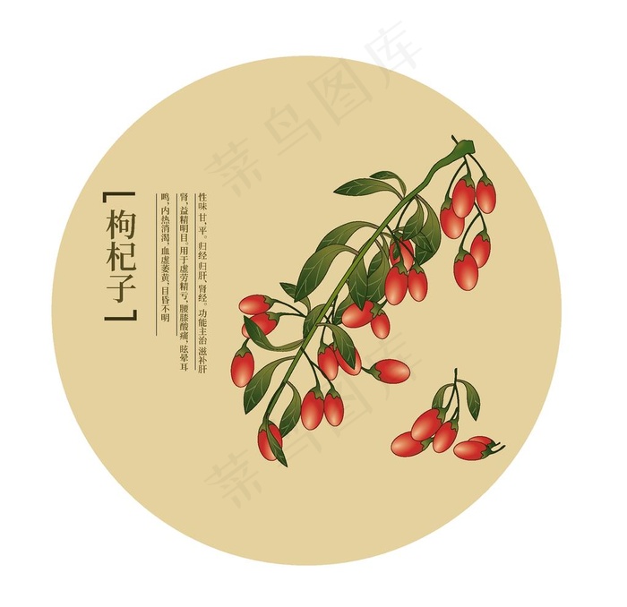 枸杞图片ai矢量模版下载