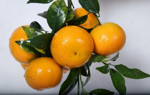 沃柑 桔子 柑桔 果 果园图片