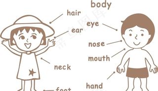 身体部位对应英文图片