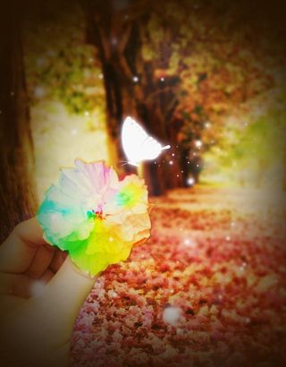 唯美 七色花图片