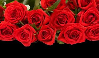 红玫瑰图片