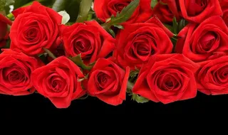 红玫瑰图片
