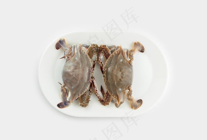 梭子蟹图片