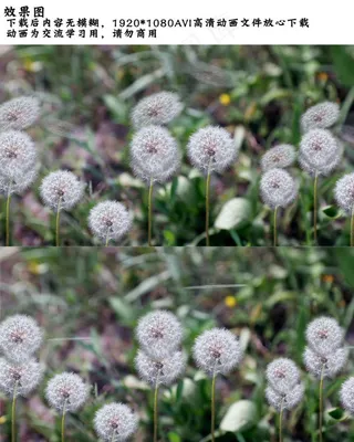 蒲公英飘扬高清视频背景
            
动态预览图