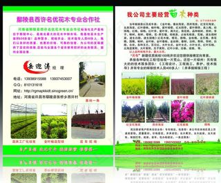 苗木宣传页图片