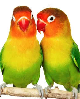 鹦鹉图片 鹦鹉图片