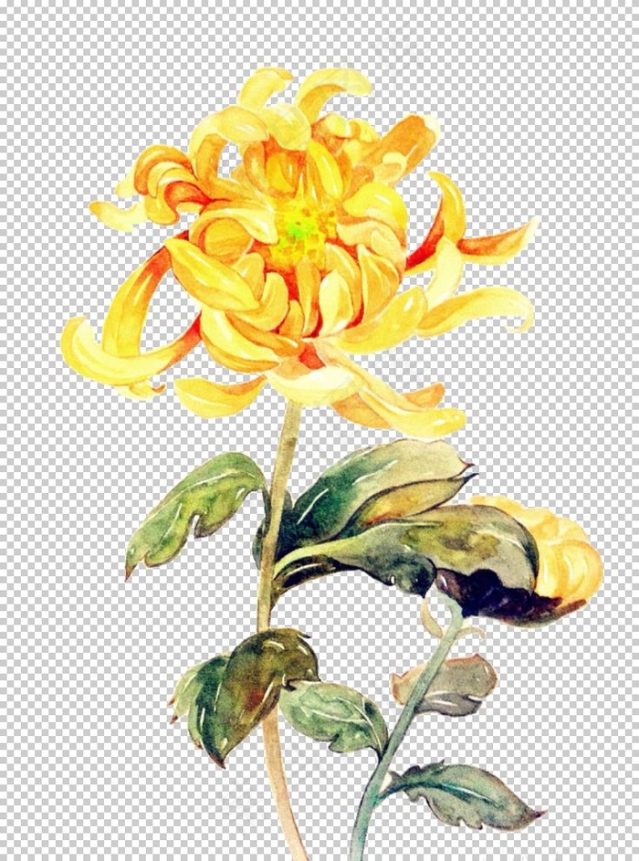 菊花装饰图片