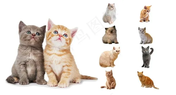 猫图片