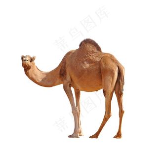 骆驼图片