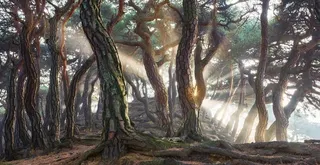 森林树木阳光风景背景图片