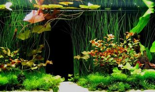 鱼缸造景艺术 高清实景拍菜鸟图库片