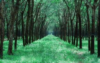 树林 草地 小路图片