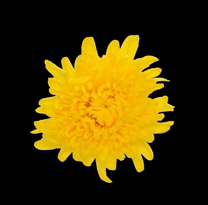 菊花图片