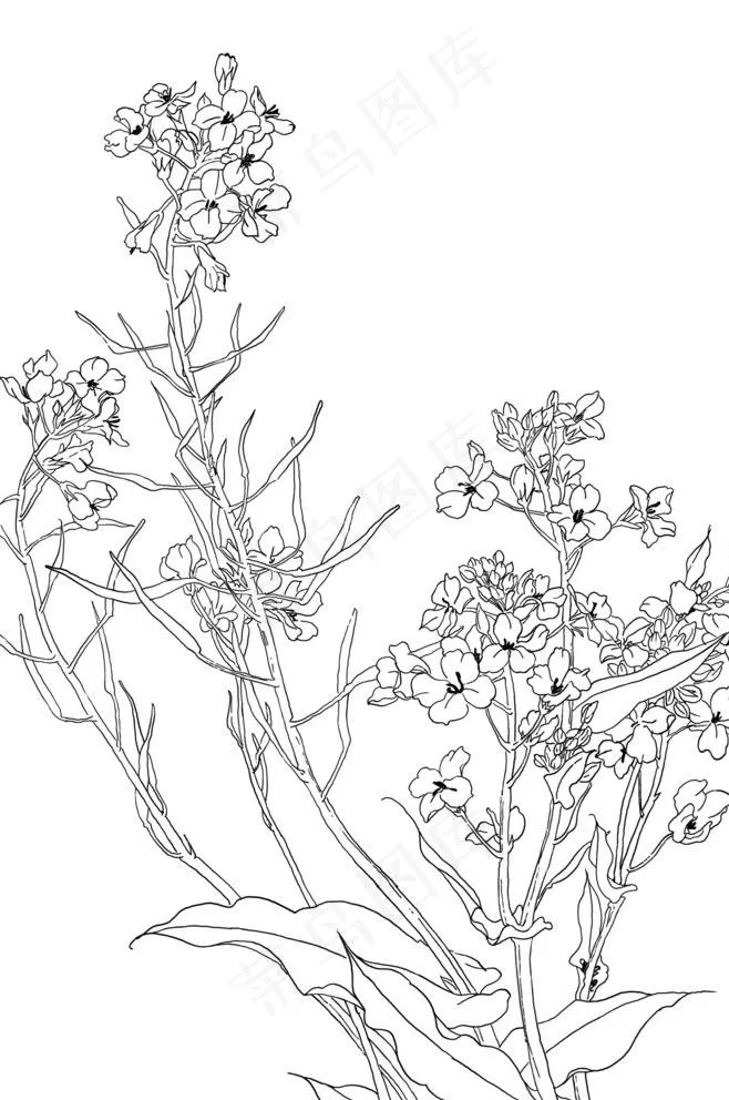 手绘线描油菜花图片psd模版下载