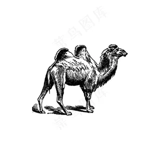 行走的骆驼图片