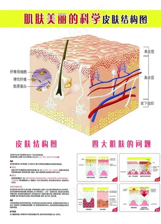 皮肤美丽学图片