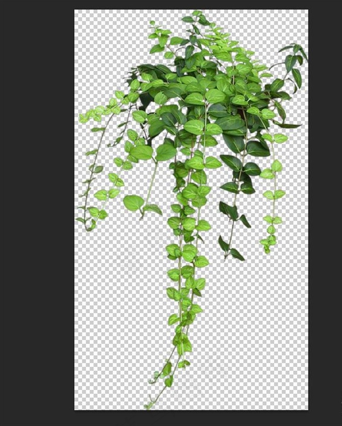 植物吊篮素材图片