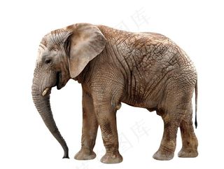 大象图片