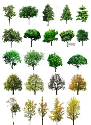 素材 树 单个 景观 效果图图片