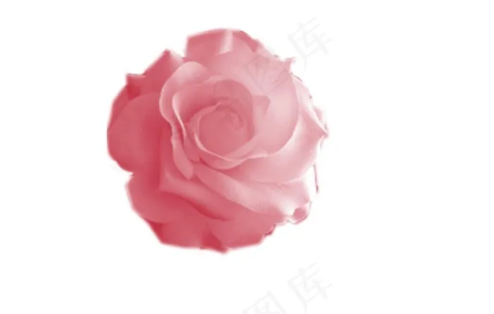 玫瑰花图片psd模版下载