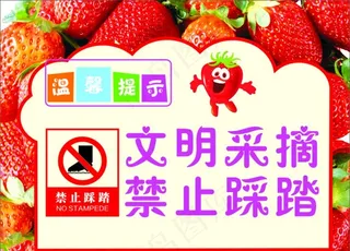 草莓图片