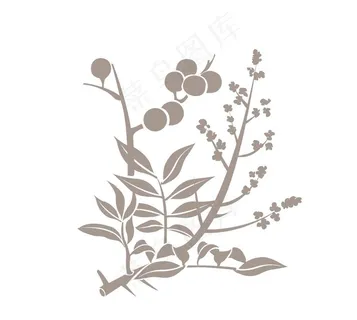 中药标本图片 中药标本图片