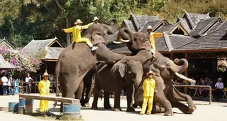 野象谷大象表演图片