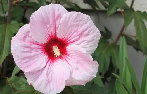 芙蓉花图片 芙蓉花图片
