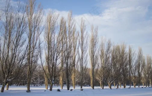 冬天的雪景图片