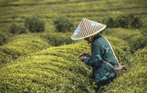 采茶茶园自然生态背景素材图片