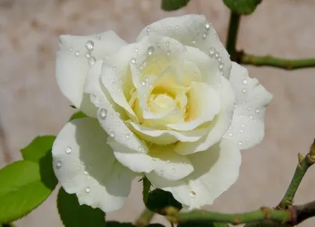 玫瑰花 白玫瑰图片 玫瑰花 白玫瑰图片