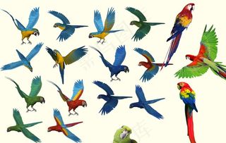 鹦鹉图片