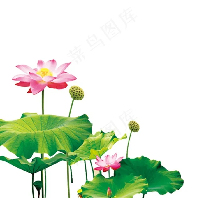 荷花素材图片psd模版下载