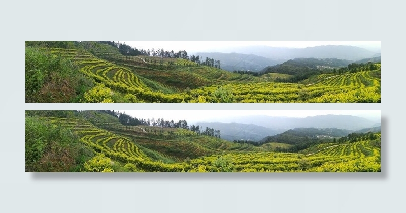 生态茶园图片