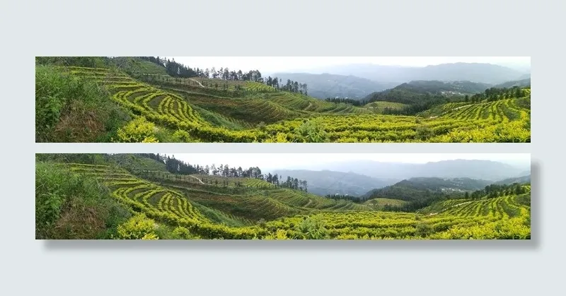 生态茶园图片