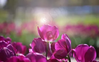 紫色郁金香图片