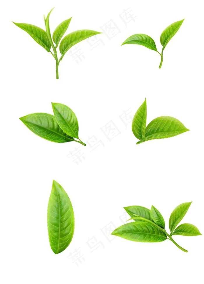 矢量手绘新鲜叶子写实绿色茶叶图片ai矢量模版下载