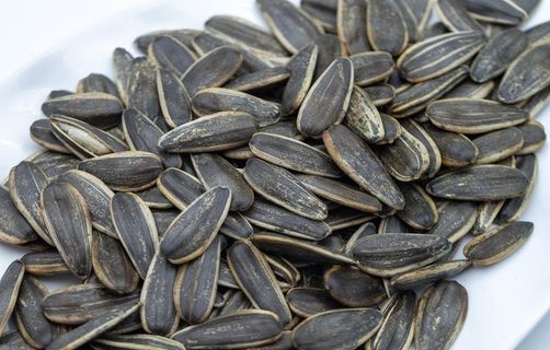 葵瓜子图片