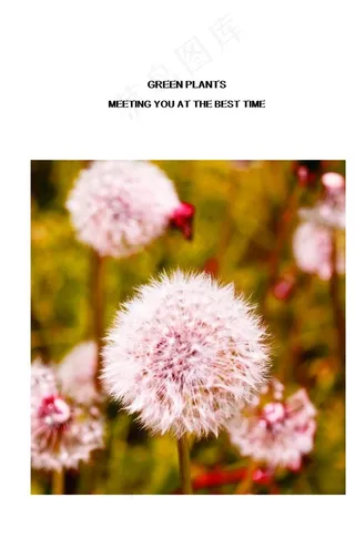 唯美 花朵装饰画图片