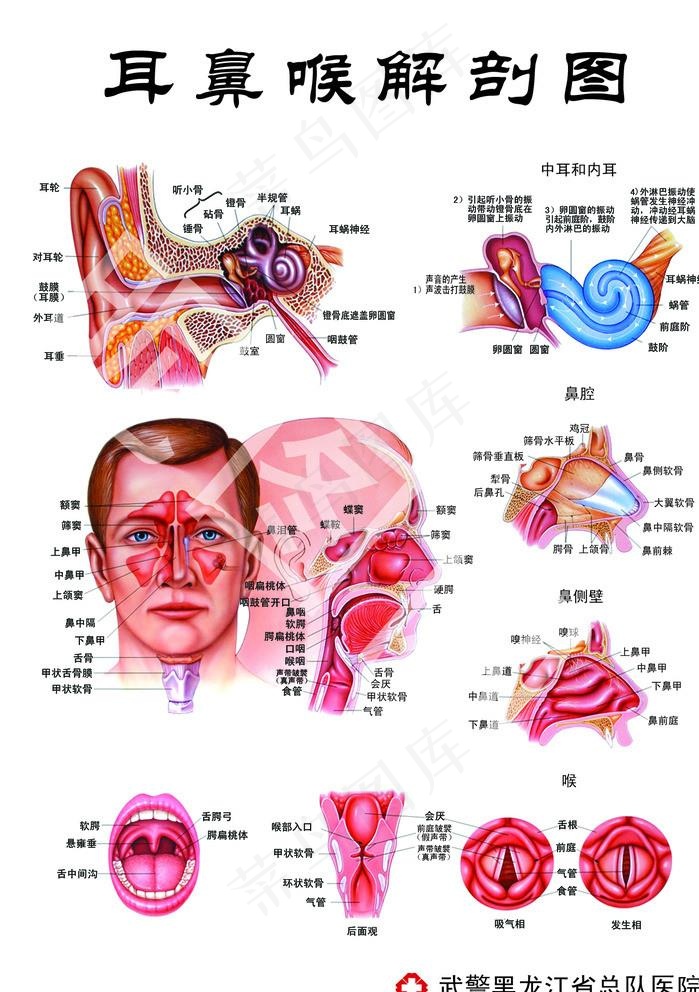 耳鼻喉 解剖 结构图片psd模版下载