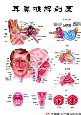 耳鼻喉 解剖 结构图片