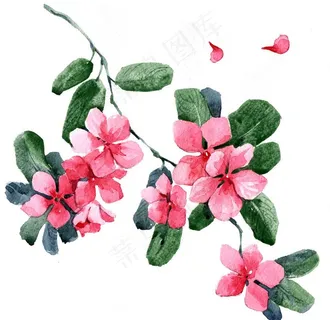 时尚水彩手绘花朵花卉图片 时尚水彩手绘花朵花卉图片