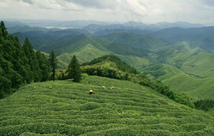 莫干山茶田图片