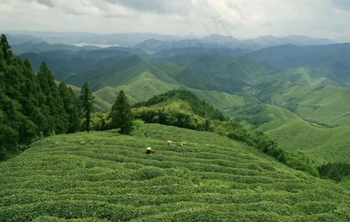 莫干山茶田图片