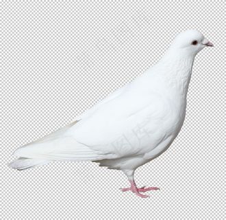 鸽子图片
