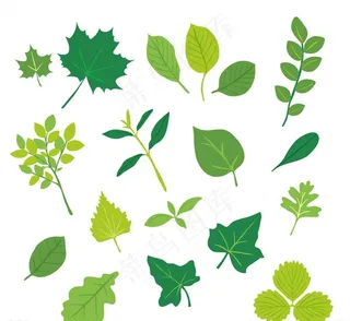 绿色树叶矢量图片